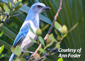 scrub-jay1